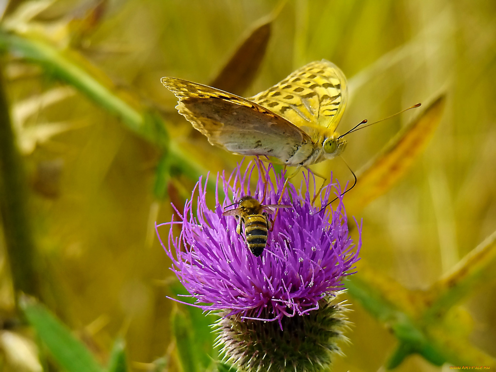 butterfly, , 